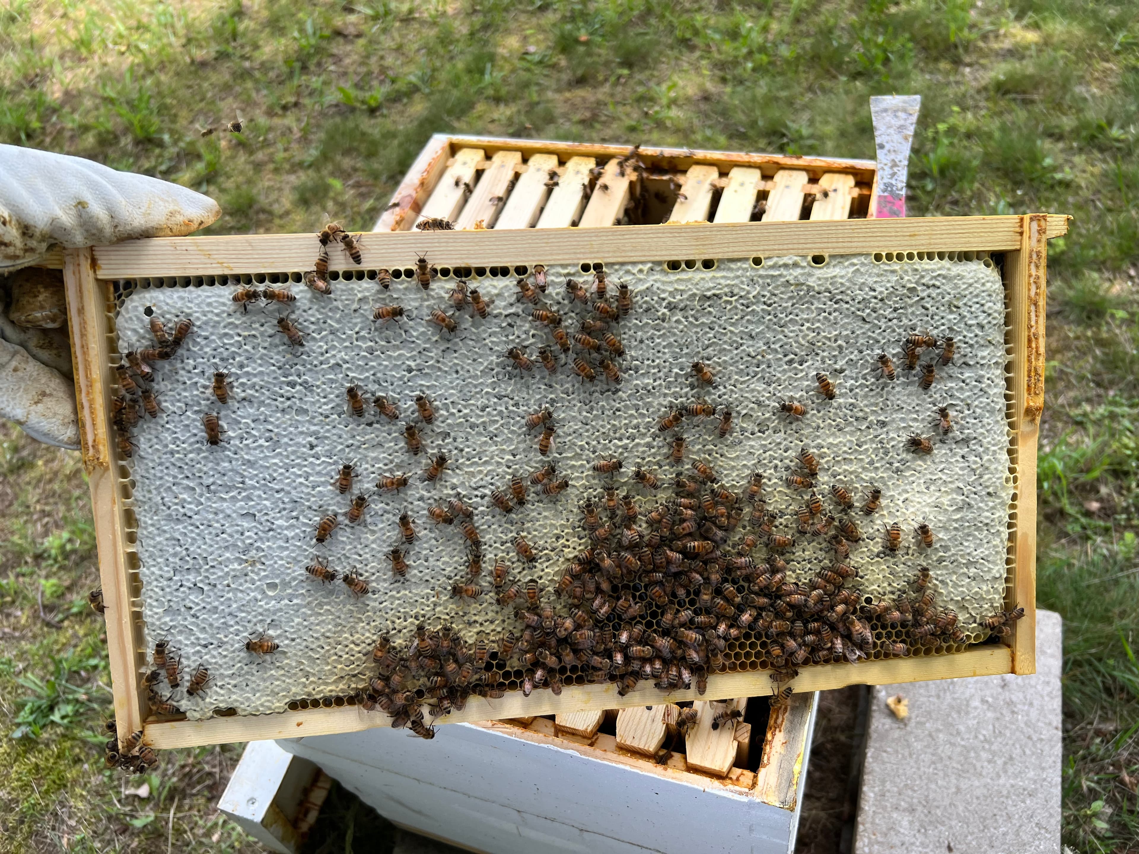 Amateur beekeeper — I love the engineering of a hive.